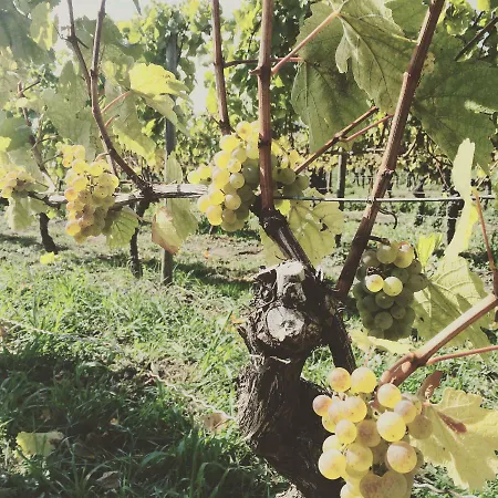 بيت ضيافة Weingut Gastehaus Weigand 3*