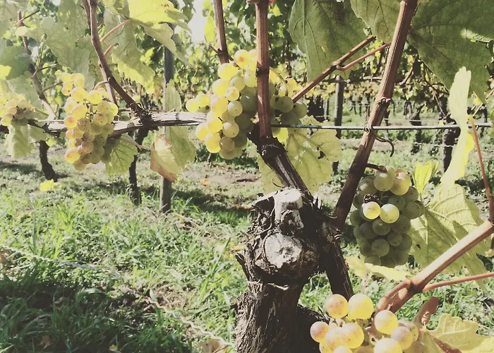 Weingut Gaestehaus Weigand Affittacamere