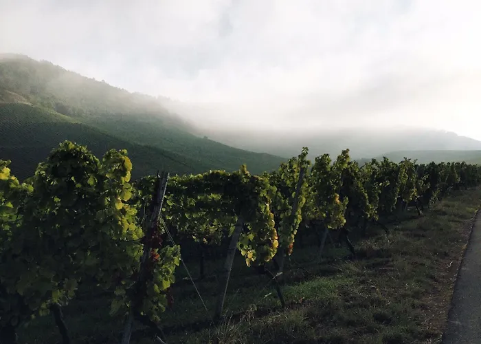 Affittacamere Weingut Gaestehaus Weigand 4*